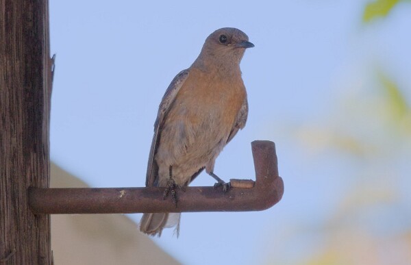 Hey, that's not a train! - Western Bluebird &lpar;Sialia&nbsp;mexicana&rpar;