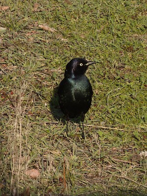 Hey, that's not a train! - Brewer's Blackbird &lpar;Euphagus cyanocephalus&rpar;