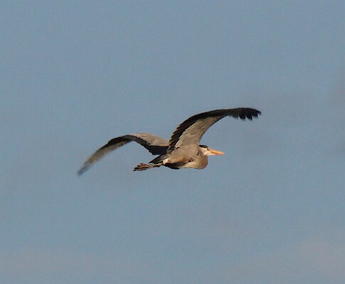 Hey, that's not a train! - Great Blue Heron &lpar;Ardea herodias&rpar;
