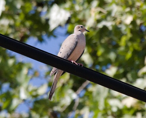 Hey, that's not a train! - Mourning&nbsp;Dove &lpar;Zenaida&nbsp;macroura&rpar;