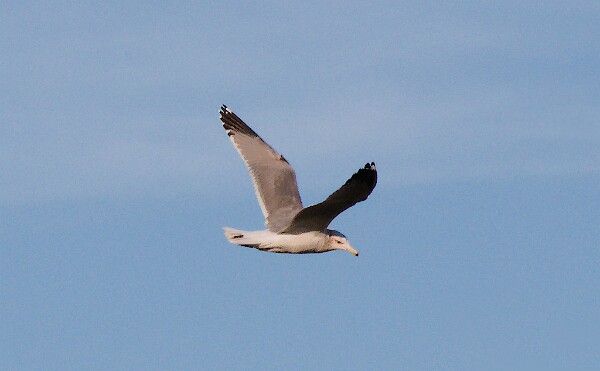 Hey, that's not a train&excl; - Ring-Billed&nbsp;Gull&nbsp;&lpar;Larus delawarensis&rpar;